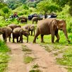 Olifanten spotten Sri Lanka